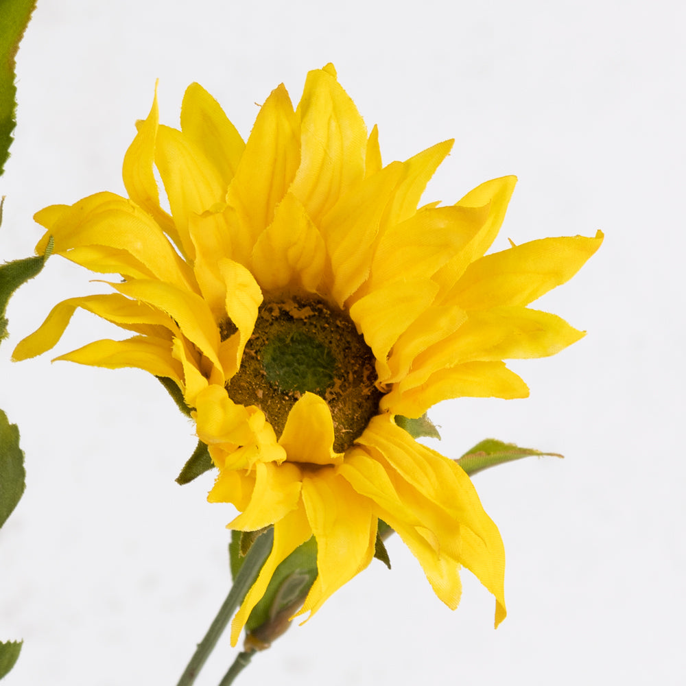 Sunflower, Helianthus, 60cm