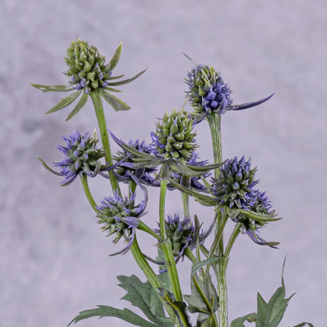 An artificial eryngium stem showing close up detail of some of the flowers