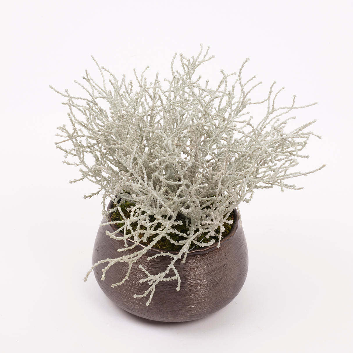 Calocephalus, (Cushion Bush), Artificial, 25cm