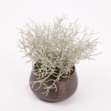 Calocephalus, (Cushion Bush), Artificial, 25cm