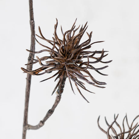 Allium Branch, Wild, Brown, 68cm