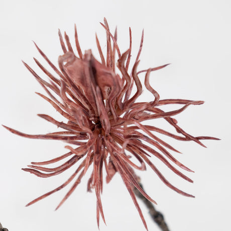 Allium Branch, Wild, Scarlet, 68cm