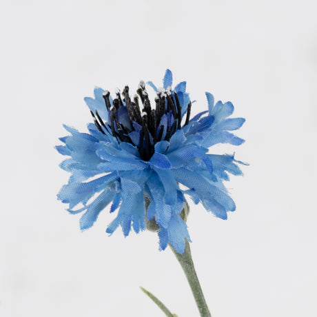 Cornflower, Blue, 70cm