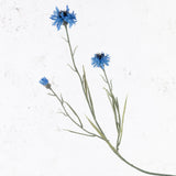 Cornflower, Blue, 70cm
