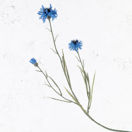 Cornflower, Blue, 70cm