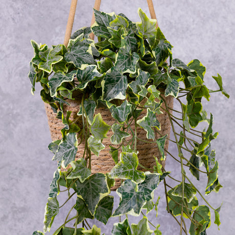 Ivy (hedera helix), Variegated