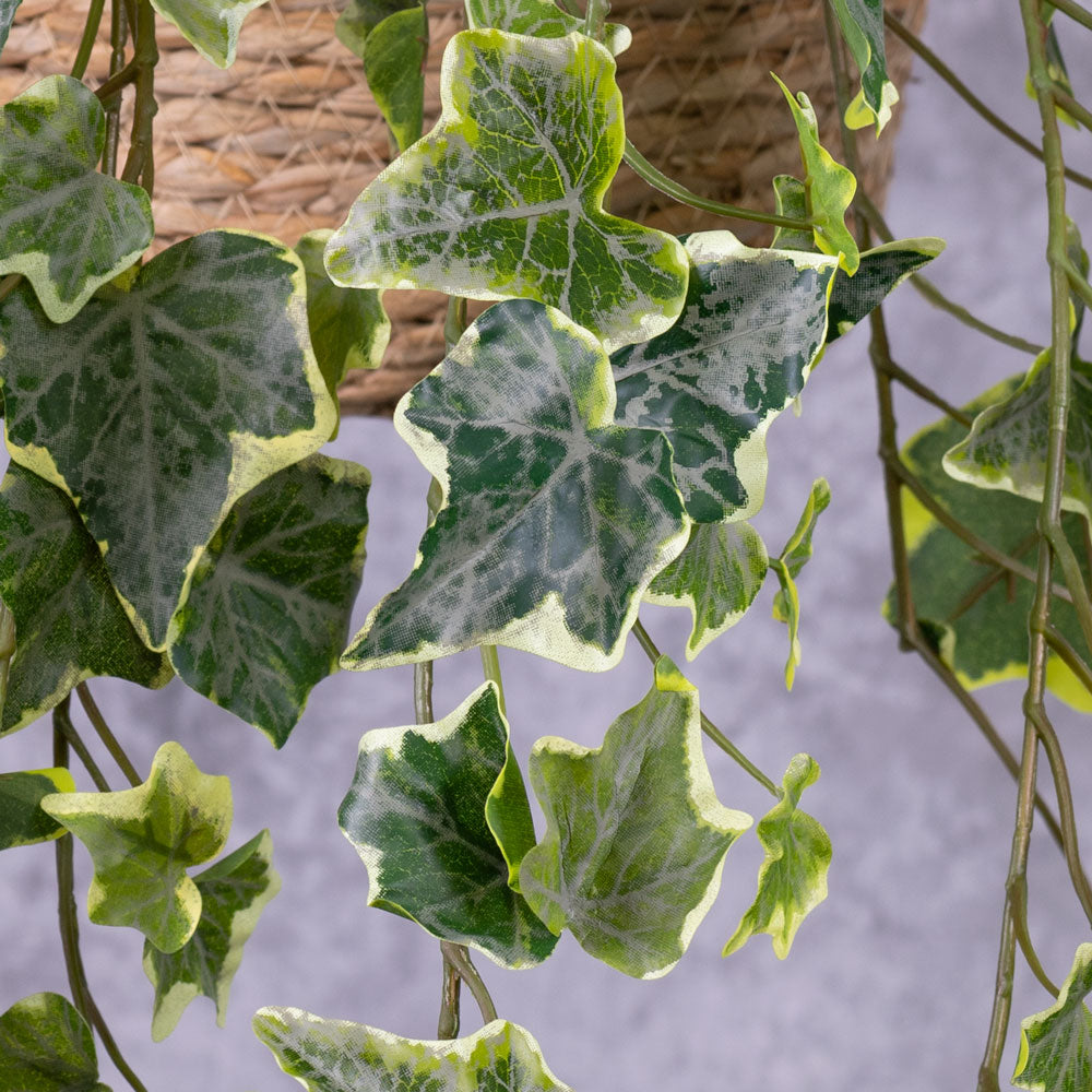 Ivy (hedera helix), Variegated