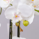 Phalaenopsis Orchid Plant, White, In Pot, 72cm