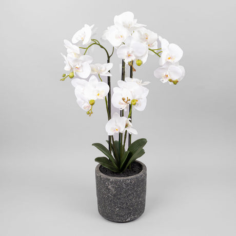 Phalaenopsis Orchid Plant, White, In Pot, 72cm