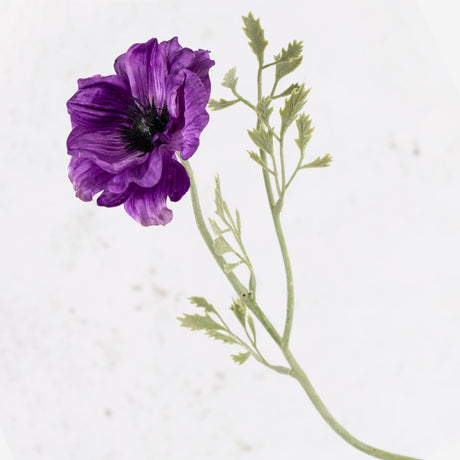 Anemone Nora, Purple, 10cm x 53cm