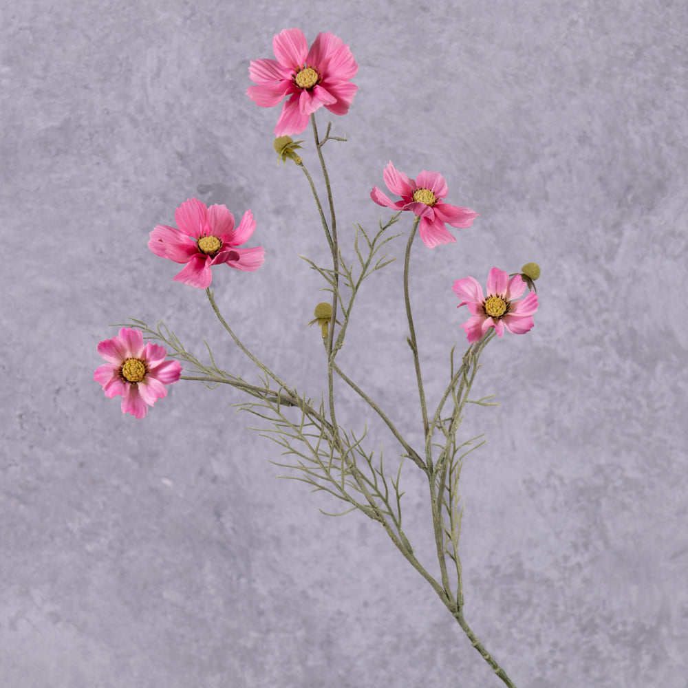 A close up of a pink flowered cosmos flower spray