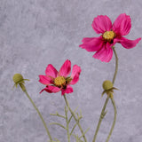 A close up of a pink flowered cosmos flower spray