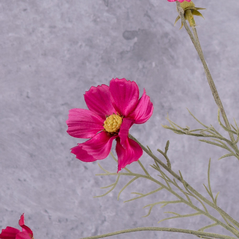 A close up of a pink flowered cosmos flower spray