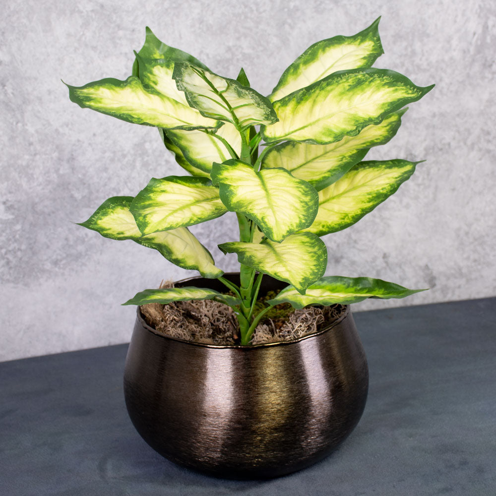 Dieffenbachia, Cream/Green, 30x40cm, FR