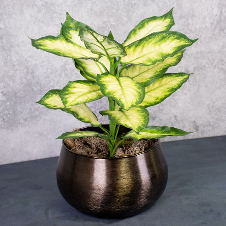 Dieffenbachia, Cream/Green, 30x40cm, FR