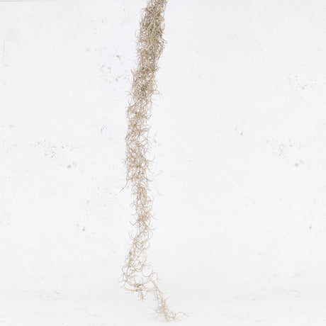 Tillandsia Hanger (Spanish Moss), Grey, 115cm