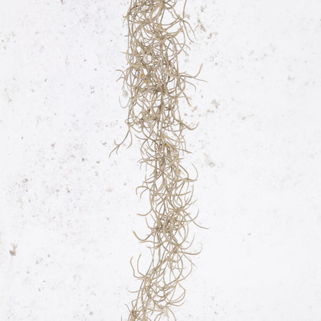 Tillandsia Hanger (Spanish Moss), Grey, 115cm