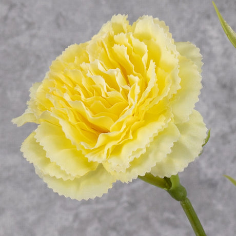 Carnation, Yellow, 60cm