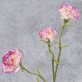 Carnation, Cream/Purple Edge, 60cm