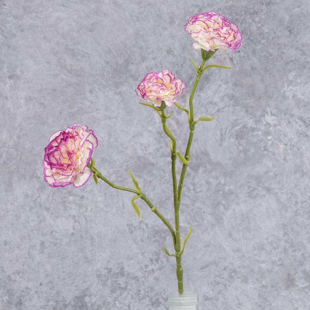Carnation, Cream/Purple Edge, 60cm