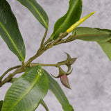 Mangrove Branch, 58cm, FR