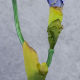 Iris Spray, De-Luxe, Blue/Lilac, 71cm