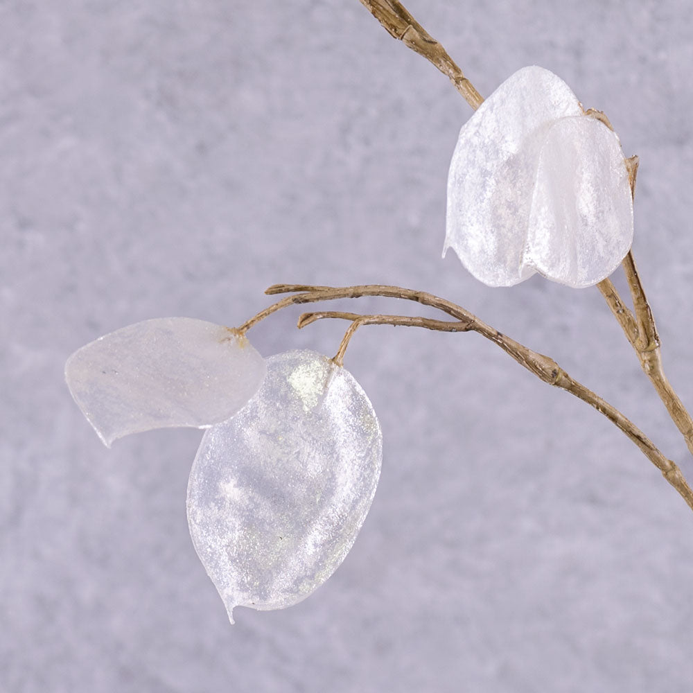 Lunaria, (Honesty) Silver Dollar, 93cm