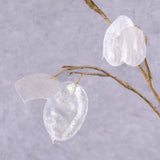 Lunaria, (Honesty) Silver Dollar, 93cm