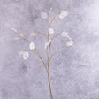 Lunaria, (Honesty) Silver Dollar, 93cm