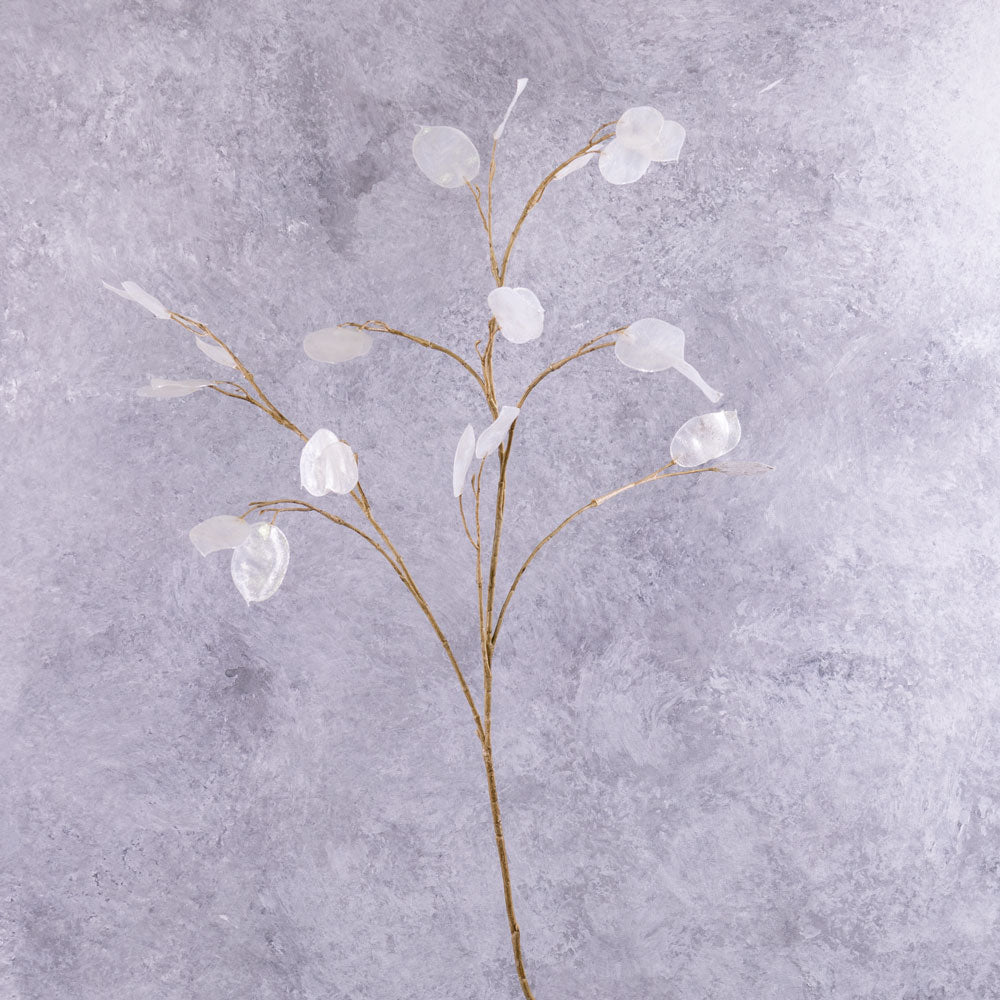 Lunaria, (Honesty) Silver Dollar, 93cm