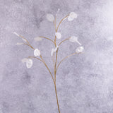 Lunaria, (Honesty) Silver Dollar, 93cm