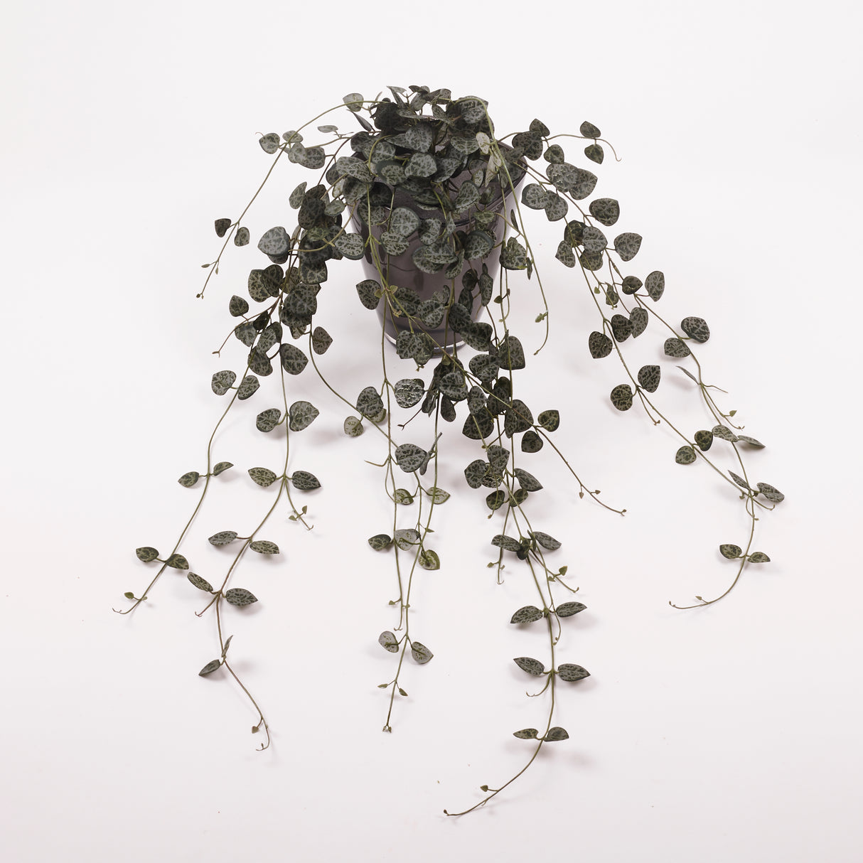 Ceropegia, (String of Hearts), Artificial, 70cm, UV, FR