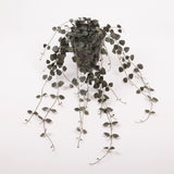 Ceropegia, (String of Hearts), Artificial, 70cm, UV, FR