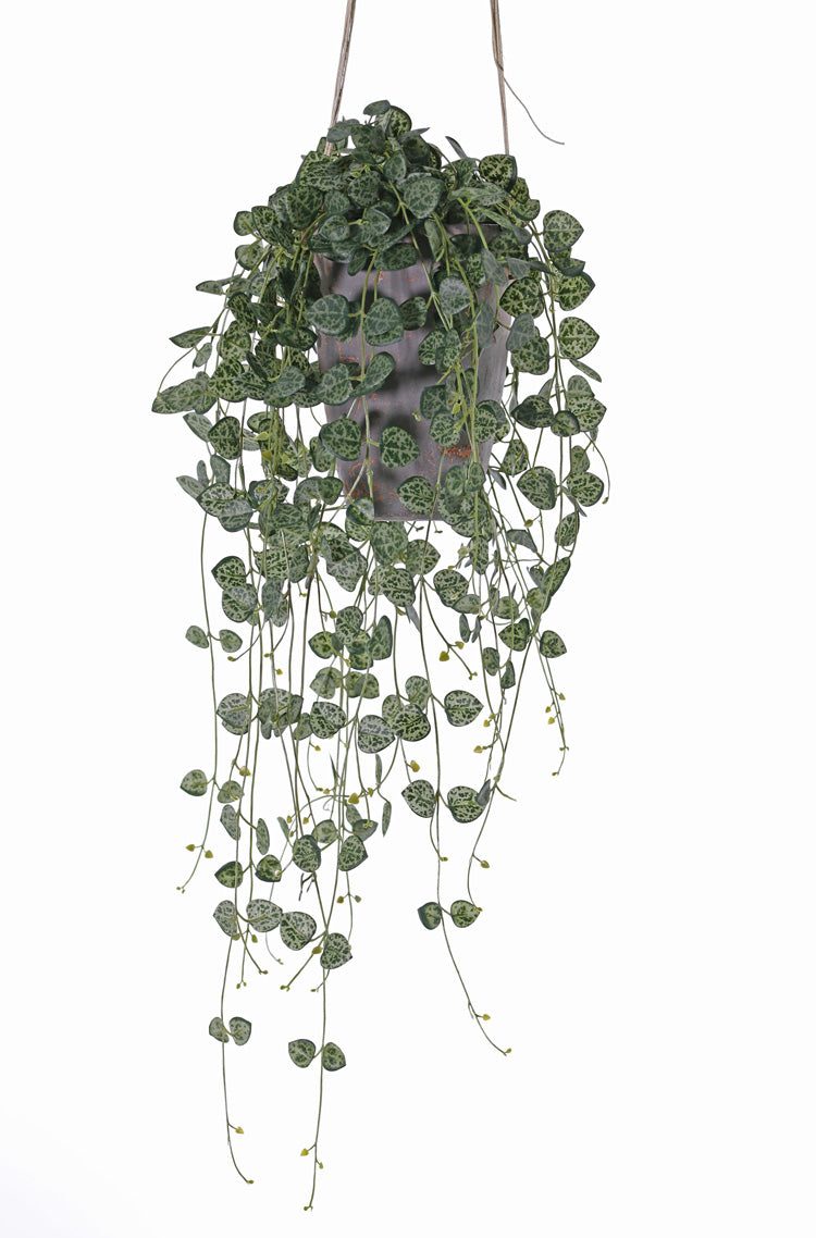 Ceropegia, (String of Hearts), Artificial, 70cm, UV, FR