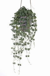 Ceropegia, (String of Hearts), Artificial, 70cm, UV, FR