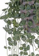 Ceropegia, (String of Hearts), Artificial, 70cm, UV, FR