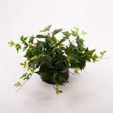 Parthenocissus (Virginia Creeper), Artificial, 50x30cm, UV, Recycled