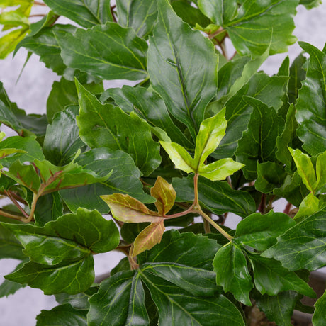 Parthenocissus (Virginia Creeper), 50x30cm, UV