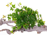Parthenocissus (Virginia Creeper), Artificial, 50x30cm, UV, Recycled