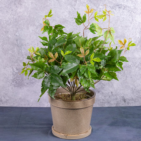 Parthenocissus (Virginia Creeper), 50x30cm, UV