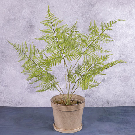 Fern - Broad Buckler (Dryopteris), 70cm