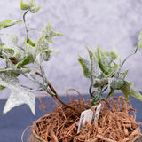 Ivy sprig, frosted, 28cm