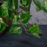 Coleus Bush, Artificial, Green, 54cm, UV