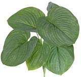 Hosta plant, (Heart Lily), Artificial, Large, 66cm