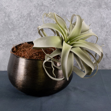 Tillandsia Plant, Artificial, Grey, D25cm