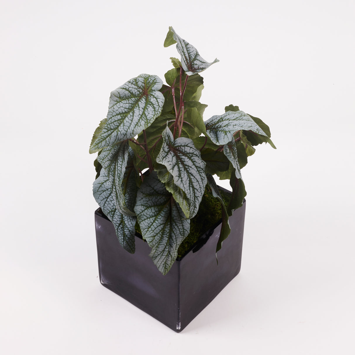 Begonia Rex, Leaf Begonia, Artificial, Green/Silver, H34cm