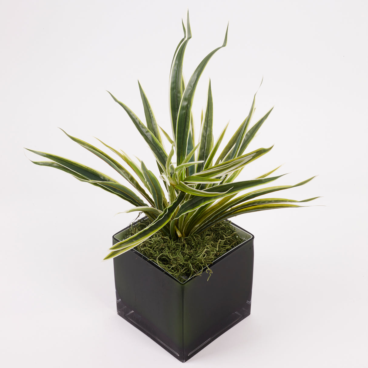Spider Plant, Green and White Variegated Leaves, Artificial, H30cm