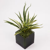 Spider Plant, Green and White Variegated Leaves, Artificial, H30cm
