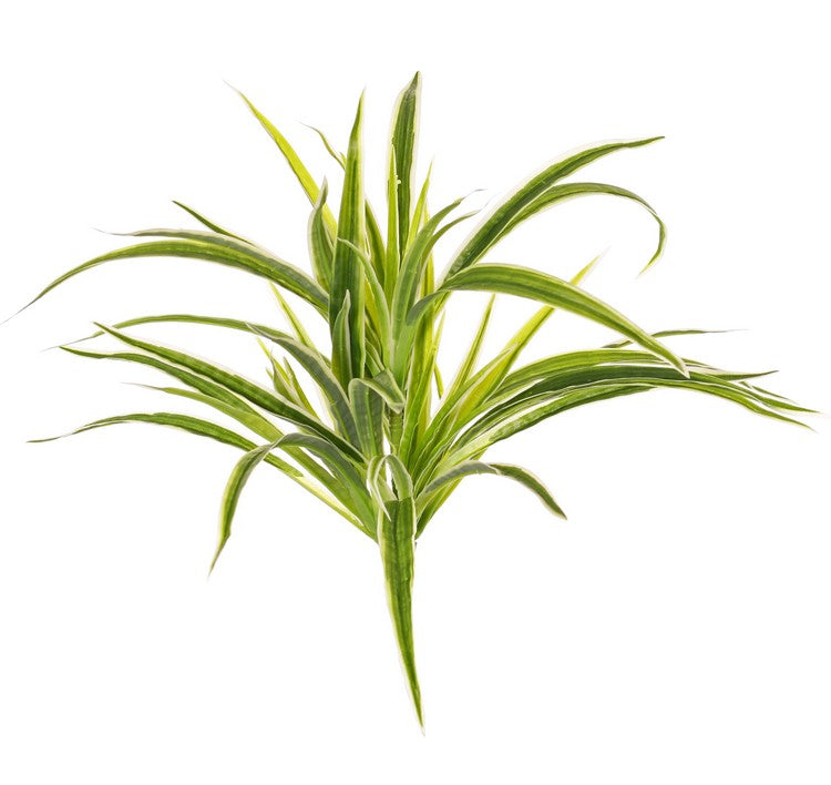 Spider Plant, Green and White Variegated Leaves, Artificial, H30cm