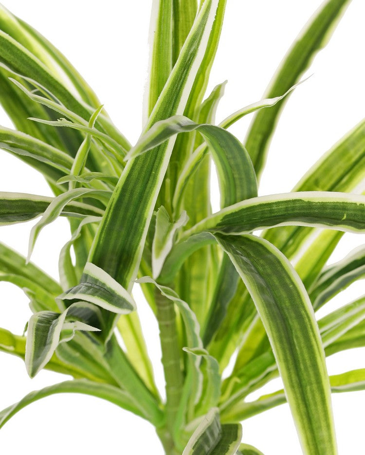 Spider Plant, Green and White Variegated Leaves, Artificial, H30cm